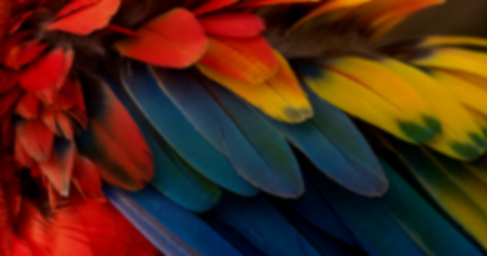 macaw feathers