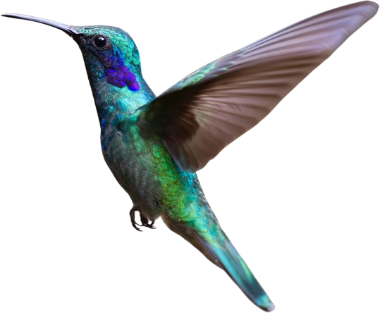 Flying Hummingbird Cutout